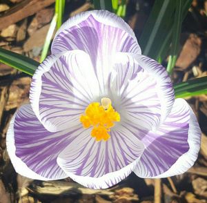 Close-up of purple flower