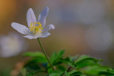 Close-up of white crocus flower