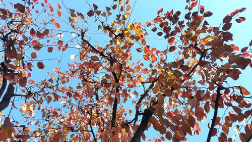 Low angle view of tree against blue sky