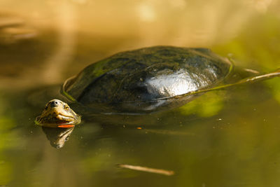 Close-up of turtle in water