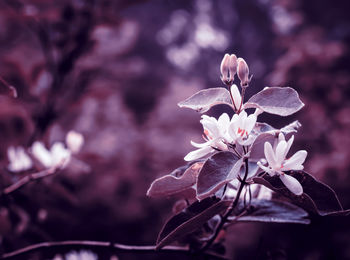 Beautiful honeysuckle bush with pink flowers. surreal dark nature background. springtime backdrop.