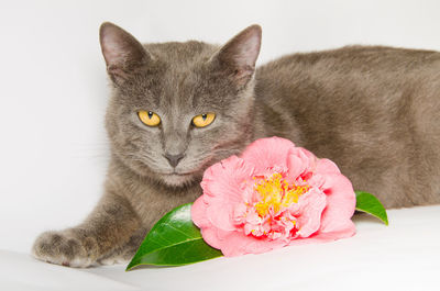 Studio portrait of european cat with pink flowers isolated