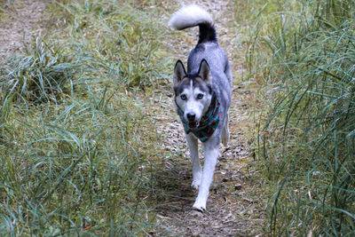 Dog running on field