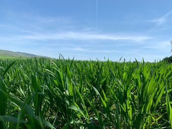 Crops growing on field against sky