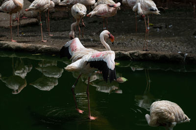 Birds perching on a lake