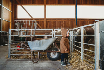 Child kid at the farm looking at sheep and lamb