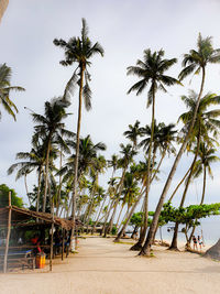 Palm trees on beach against sky