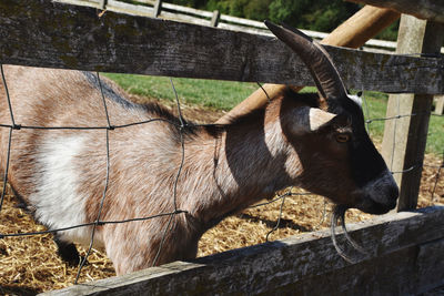 View of a goat in pen