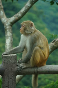 Monkey sitting on branch