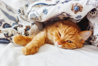 Cute ginger cat  in bed under a blanket. fluffy pet settled to sleep. cozy home.