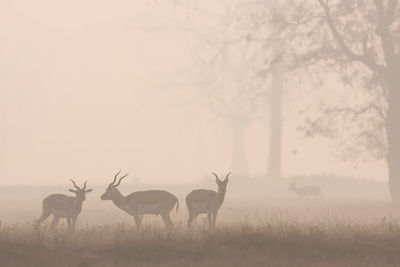 View of deer on field against sky