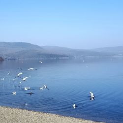 View of seagulls on lake against clear sky