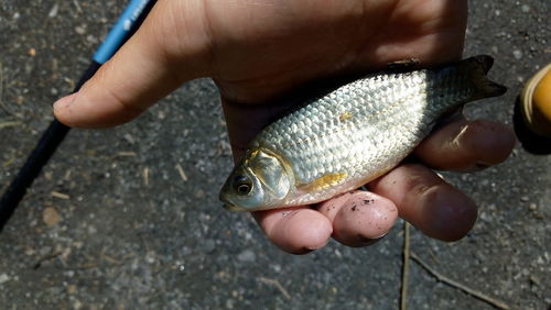 High angle view of hand holding fish