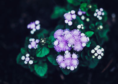 High angle view of purple flowering plant