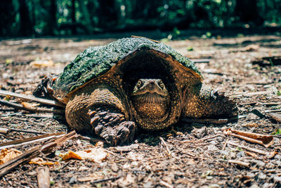 Close-up of turtle on field