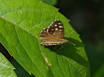 Close-up of butterfly on leaf