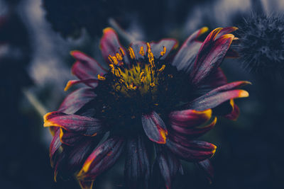 Close-up of wilted flower