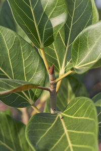 Close-up of insect on leaves