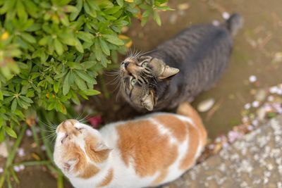 High angle view of cats standing by plants on field