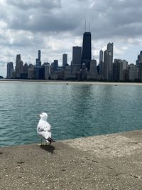 Seagull perching on a river in city