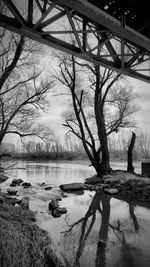 Bare trees by lake