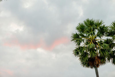 Low angle view of coconut palm tree against sky