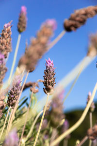 Close-up of purple flowering plant against sky