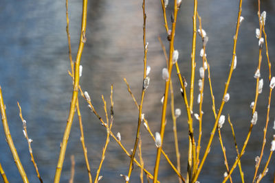 Full frame shot of plants during winter