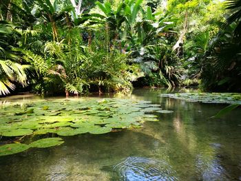 Scenic view of lake in forest