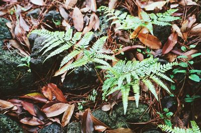 Close-up of leaves on plant