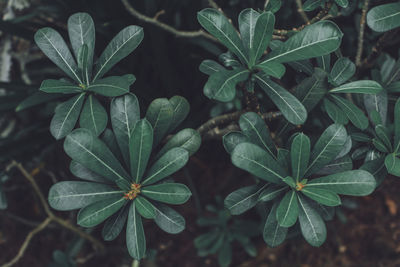 High angle view of potted plant