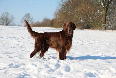 Dog on snow field during winter