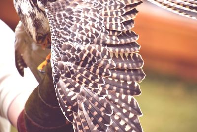 Close-up of a bird