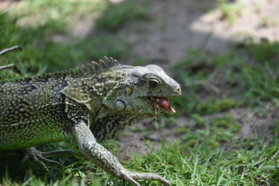 Close-up of iguana on field