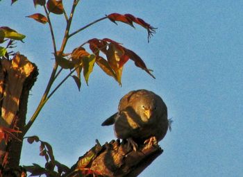 Low angle view of bird perching on tree against clear sky
