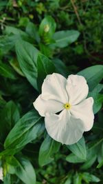 Close-up of white flowering plant