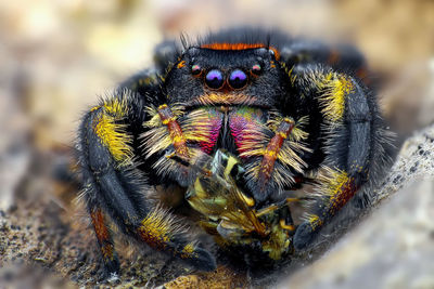 Close-up of spider