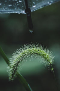 Close-up of spiked plant