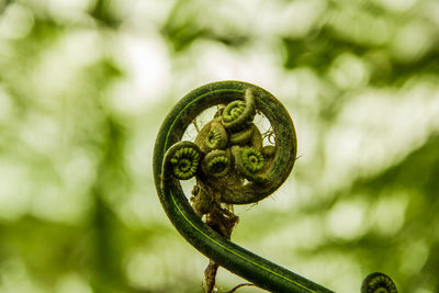 Close-up of metal chain