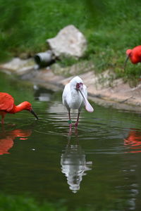 Birds in lake