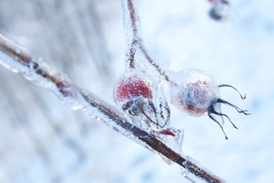 Close-up of frozen plant