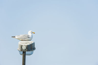 Sea gull bird sitting on street lamp