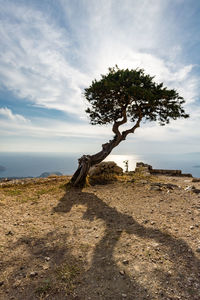 Tree on beach against sky