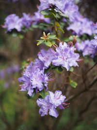 Close-up of fresh purple flowers