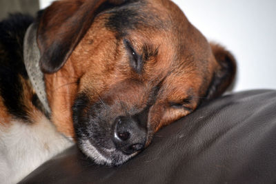 Close-up of dog relaxing