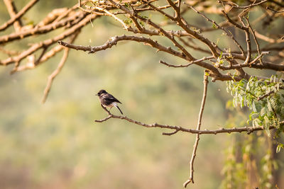 Bird perching on branch