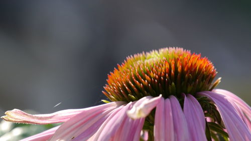 Close-up of yellow flower