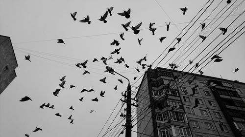 Low angle view of silhouette birds flying against sky