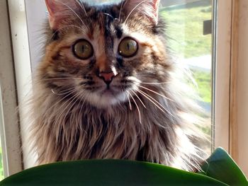 Close-up portrait of cat at home