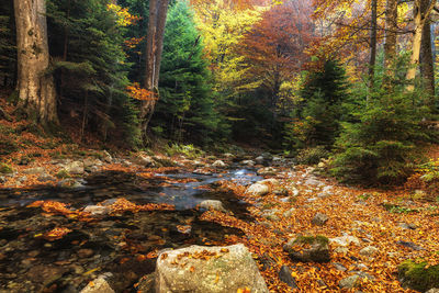 Stream amidst trees in forest during autumn